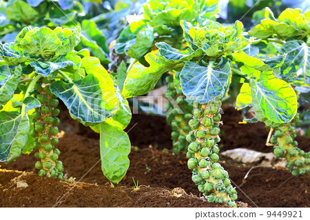 Brussels sprouts field 9449921
