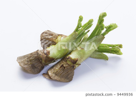 Sprouts of spring buds 9449936