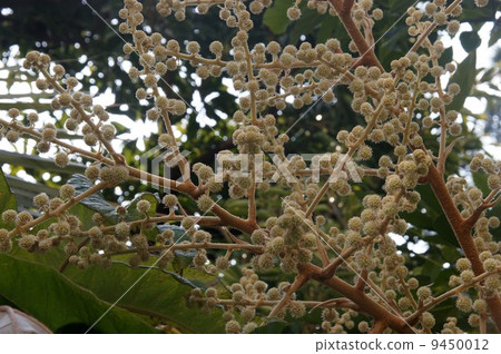 Flowers of Kamiyads Flowers of Kamiyads 9450012