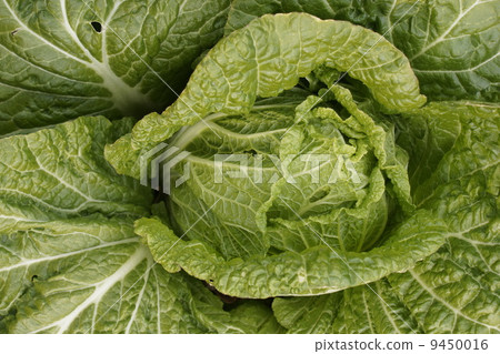 Chinese cabbage 01 Chinese cabbage 01 9450016