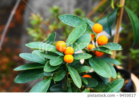 Fruit of kanji Fruit of kanji 9450017