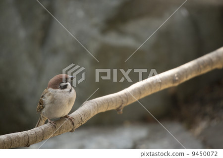 Sparrow 9450072
