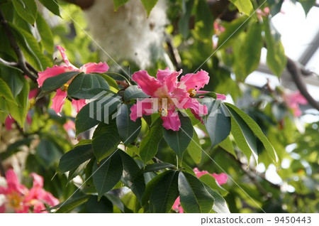 Tokkurikiwata 9450443