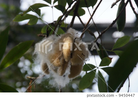 Tokkurikiwata 9450447