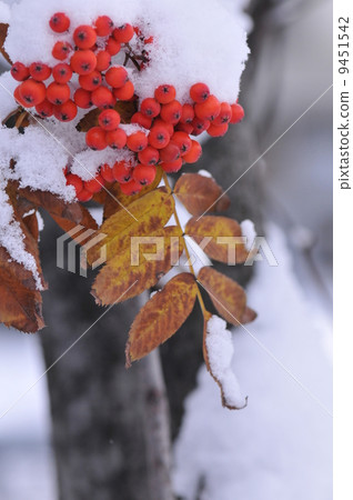 There are Nanakamado leaves 9451542