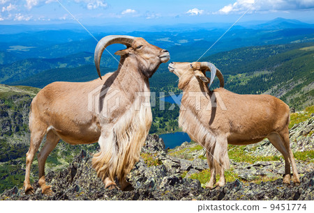 Pair of  barbary sheeps in wildness area 9451774