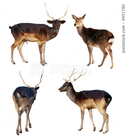 Set of full length of fallow deer 9451780