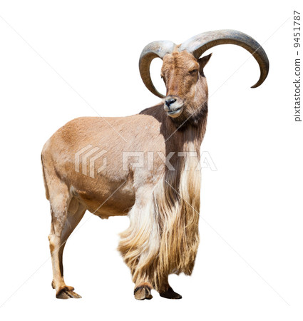male barbary sheep. Isolated over white 9451787