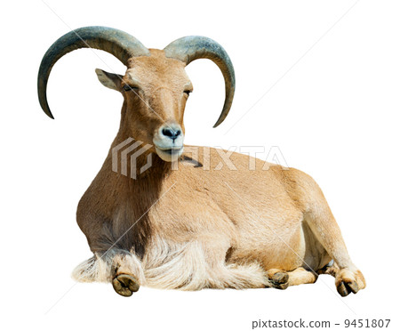 barbary sheep. Isolated over white barbary sheep. Isolated over white 9451807