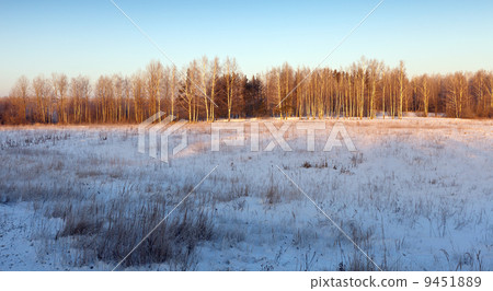 beauty winter landscape with birches 9451889