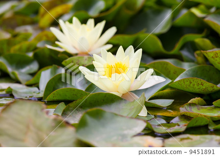 White water lilies White water lilies 9451891