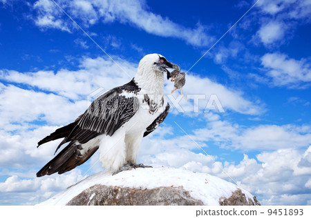 Griffon vulture against sky background Griffon vulture against sky background 9451893