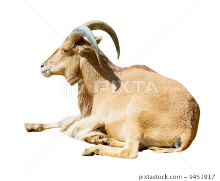 Sitting barbary sheep. Isolated over white 9451917