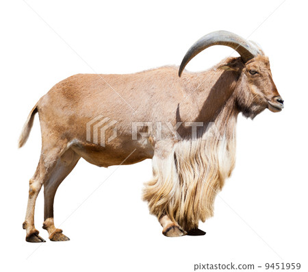 full length of Ibex Spanish. Isolated over white full length of Ibex Spanish. Isolated over white 9451959