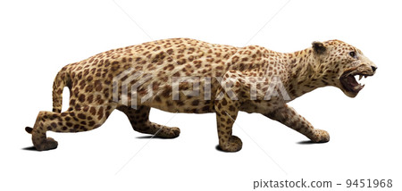Walking adult leopard. Isolated over white 9451968