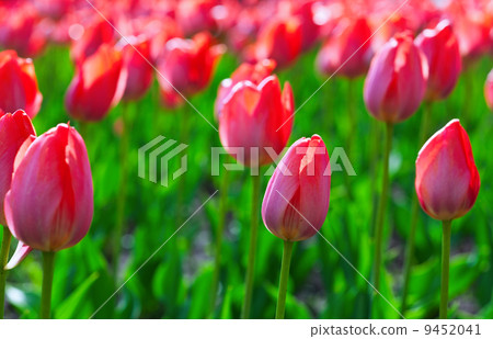 Red tulips Red tulips 9452041