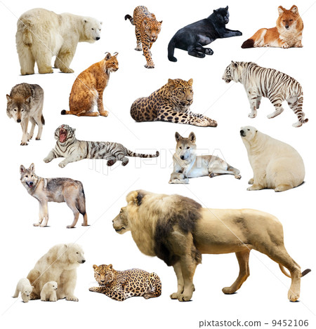 Set of predatory animals. Isolated over white 9452106