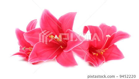 Closeup of pink flowers. Closeup of pink flowers. 9452220