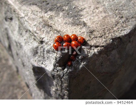 Family of ladybugs 9452464