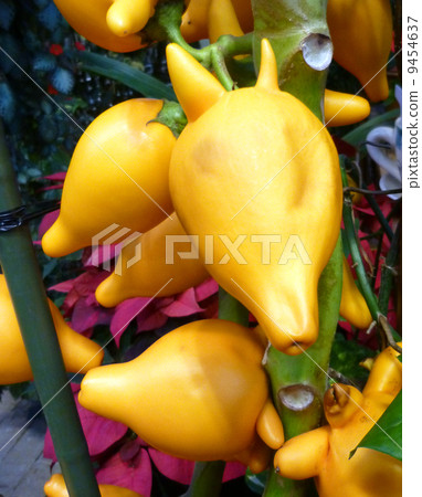 福克斯臉 福克斯臉 9454637