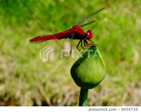 Red dragonfly Red dragonfly 9454710