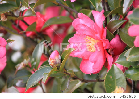 Winter flowers 9455696