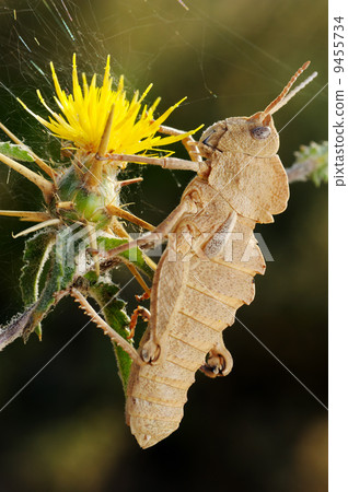 Grasshopper on prickly flower Grasshopper on prickly flower 9455734