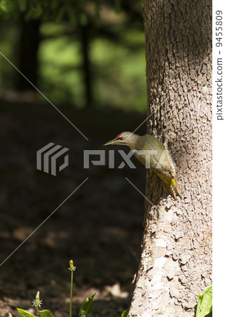 灰頭綠啄木鳥 9455809