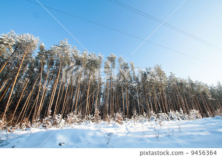 Winter pine forest 9456364