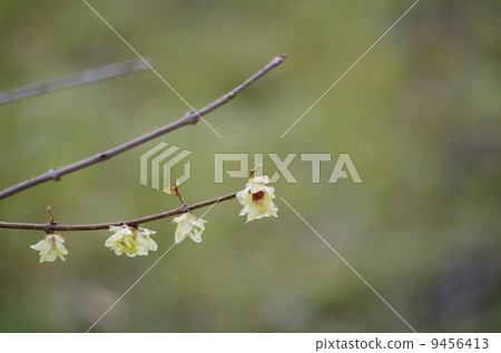 Flower of Rubai fragrant in early spring Flower of Rubai fragrant in early spring 9456413