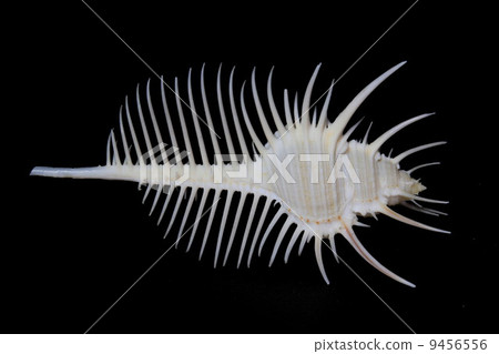 維那斯骨螺 9456556