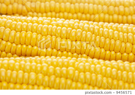 background of ripe yellow corn 9456571