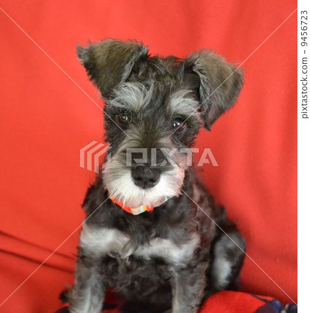 Miniature Schnauzer Miniature Schnauzer 9456723