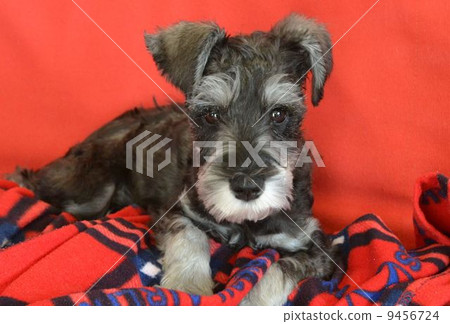 Miniature Schnauzer Miniature Schnauzer 9456724