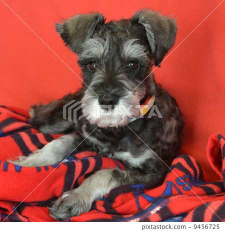 Miniature Schnauzer Miniature Schnauzer 9456725