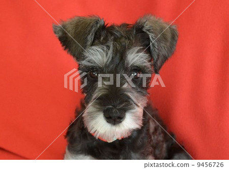 Miniature Schnauzer Miniature Schnauzer 9456726