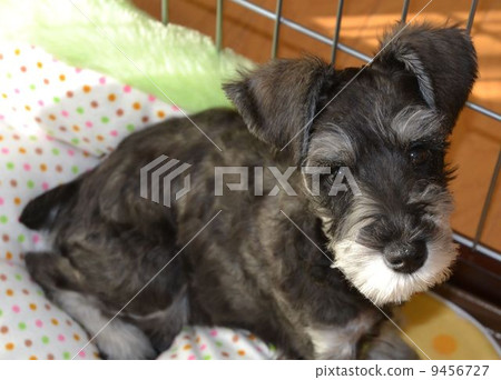 Miniature Schnauzer Miniature Schnauzer 9456727