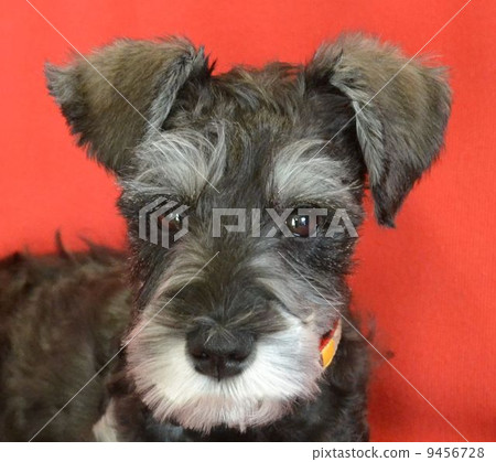 Miniature Schnauzer Miniature Schnauzer 9456728
