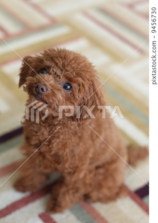 玩具貴賓犬 9456730