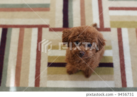 玩具貴賓犬 9456731