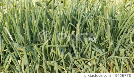 Green onion 9456778