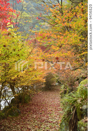 Autumn leaves of Yasu Valley 9456820