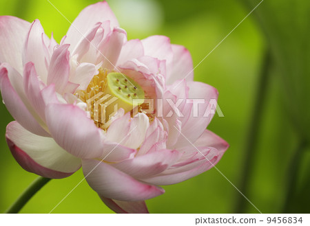 開寺蓮花 9456834