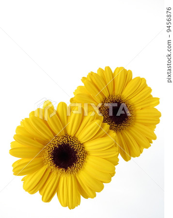 黃色非洲菊 黃色非洲菊 9456876