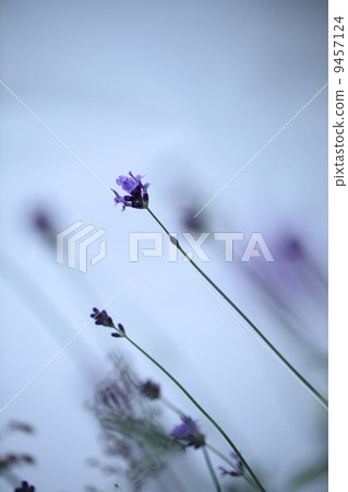 Herb (English lavender) 9457124