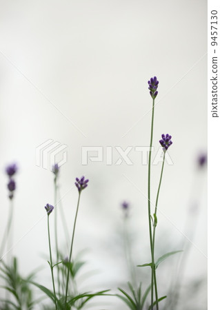 Herb (English lavender) 9457130