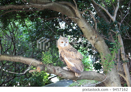 Earthworm Owl Owl Raptors Siberian Eagle Owls Chicks Siberius 9457162