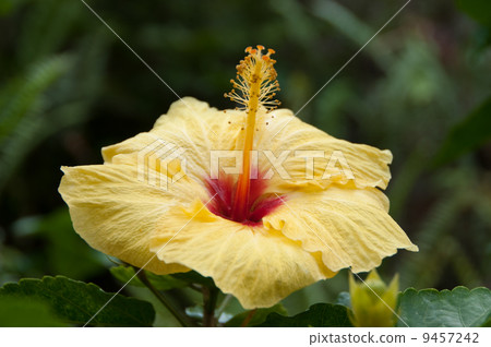 芙蓉向上 芙蓉向上 9457242