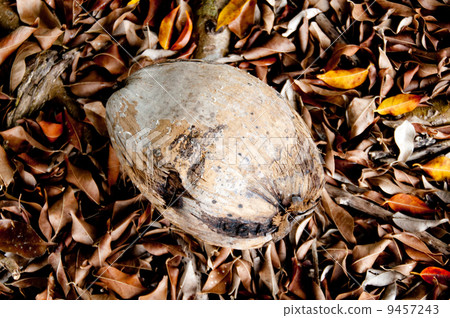 Palm fruit Palm fruit 9457243