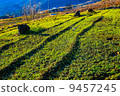 Field of Yamanashi 9457245